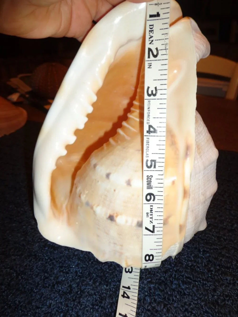 Sea Shell Authentic King Helmet Large 9